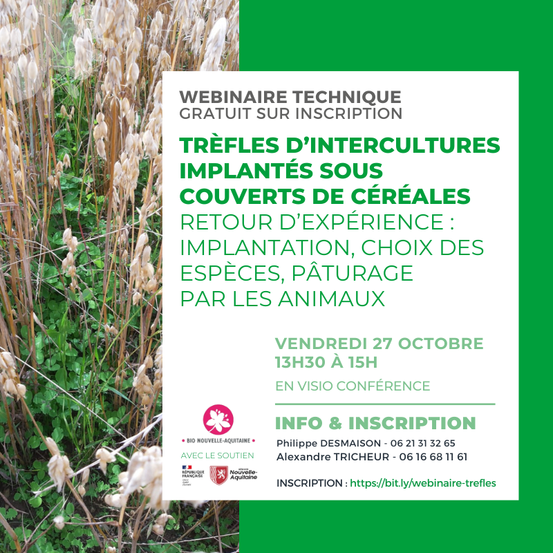 Trèfles d’intercultures implantés sous couverts de céréales Retour d’expérience : implantation, choix des espèces, pâturage par les animaux